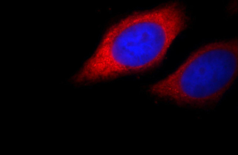 Immunofluorescent analysis of HepG2 cells, using TREM1 antibody Catalog No:116356 at 1:25 dilution and Rhodamine-labeled goat anti-rabbit IgG (red).Blue pseudocolor = DAPI (fluorescent DNA dye).