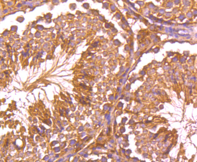Fig7: Immunohistochemical analysis of paraffin-embedded mouse testis tissue using anti-GPX5 antibody. Counter stained with hematoxylin.