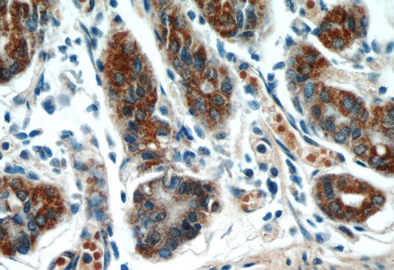 Immunohistochemical of paraffin-embedded human stomach using Catalog No:116163(TOB1 antibody) at dilution of 1:50 (under 40x lens)