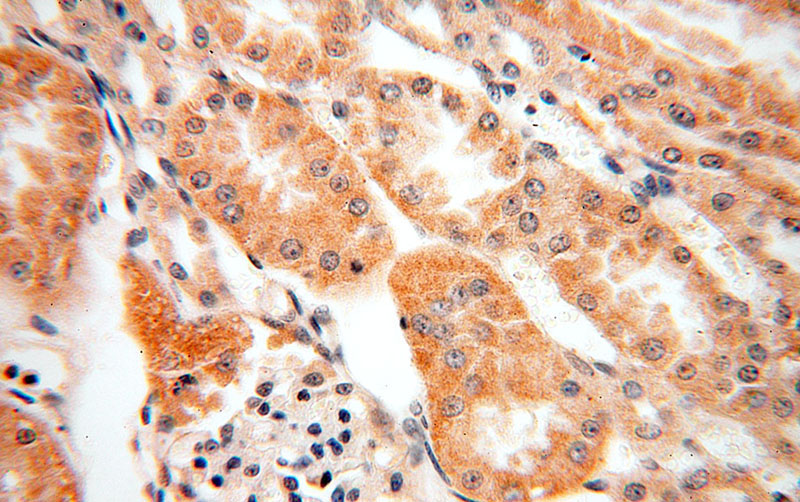 Immunohistochemical of paraffin-embedded human kidney using Catalog No:115160(SFXN2 antibody) at dilution of 1:100 (under 40x lens)