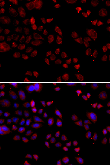 Immunofluorescence - SLC22A11 Polyclonal Antibody 