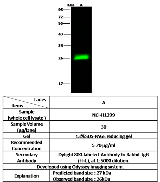 TMED9 / GP25L2 Antibody, Rabbit PAb, Antigen Affinity Purified, Western blot