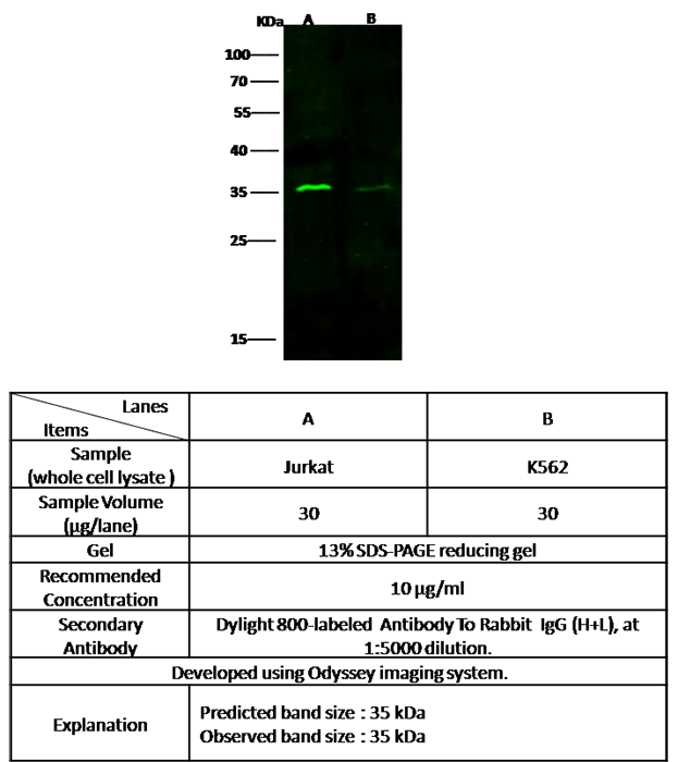 CCND3 Antibody, Rabbit PAb, Antigen Affinity Purified, Western blot