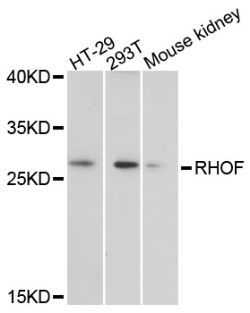 Western blot - RHOF Polyclonal Antibody 