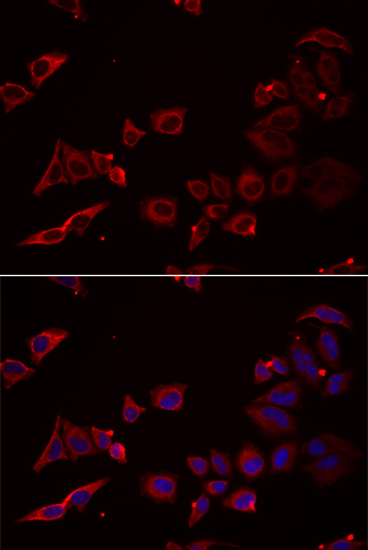 Immunofluorescence - NRBF2 Polyclonal Antibody 