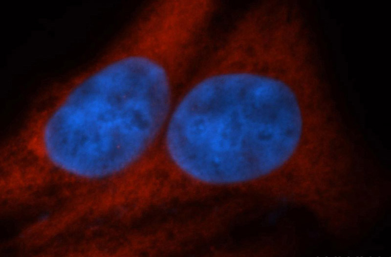 Immunofluorescent analysis of HepG2 cells, using ENO1 antibody Catalog No:110253 at 1:50 dilution and Rhodamine-labeled goat anti-rabbit IgG (red). Blue pseudocolor = DAPI (fluorescent DNA dye).