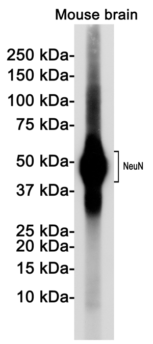Western blot detection of NeuN in Mouse brain lysates using NeuN Rabbit pAb(1:1000 diluted).Predicted band size:34KDa.Observed band size: 46-55KDa.