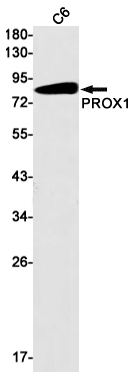 Western blot detection of PROX1 in C6 cell lysates using PROX1 Rabbit mAb(1:1000 diluted).Predicted band size:83kDa.Observed band size:85kDa.