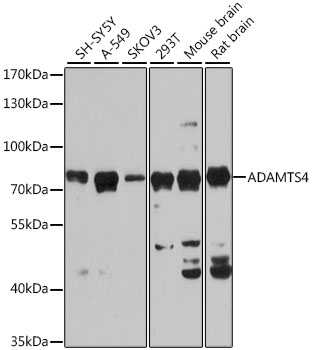 Western blot - ADAMTS4 Polyclonal Antibody 