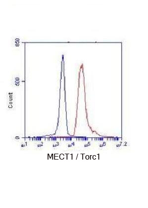 Flow Cytometry analysis of K562 cells stained with TORC1(N-terminus) (red, 1/100 dilution), followed by FITC-conjugated goat anti-mouse IgG. Blue line histogram represents the isotype control, normal mouse IgG.