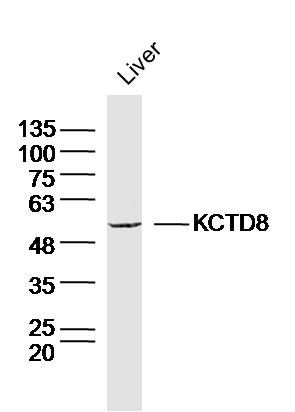 Fig3: Sample: Liver (Mouse) Lysate at 40 ug; Primary: Anti-KCTD8 at 1/300 dilution; Secondary: IRDye800CW Goat Anti-Rabbit IgG at 1/20000 dilution; Predicted band size: 52kD; Observed band size: 52kD