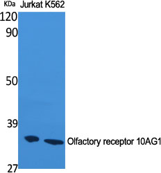 Fig1:; Western Blot analysis of various cells using Olfactory receptor 10AG1 Polyclonal Antibody
