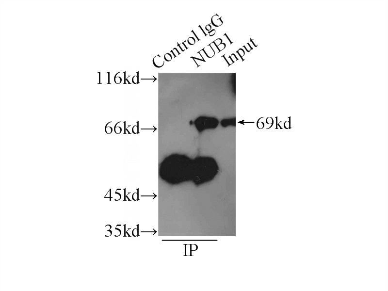 IP Result of anti-NUB1 (IP:Catalog No:113403, 3ug; Detection:Catalog No:113403 1:600) with HEK-293 cells lysate 2500ug.