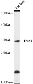 Western blot - EMX1 Polyclonal Antibody 