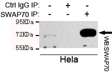 Immunoprecipitation analysis of Hela cell lysate using SWAP70 mouse mAb.