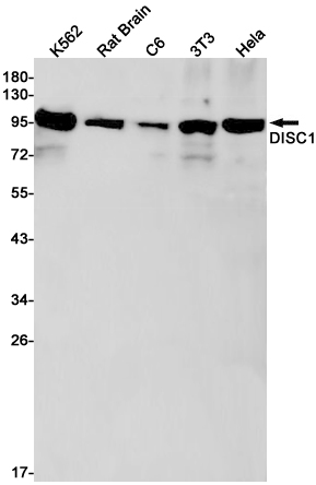 Western blot detection of DISC1 in K562,Rat Brain,C6,3T3,Hela cell lysates using DISC1 Rabbit pAb(1:1000 diluted).Predicted band size:94kDa.Observed band size:94kDa.