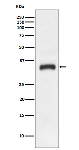 Western blot analysis of JAM1 expression in HeLa cell lysate.