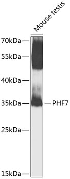 Western blot - PHF7 Polyclonal Antibody 