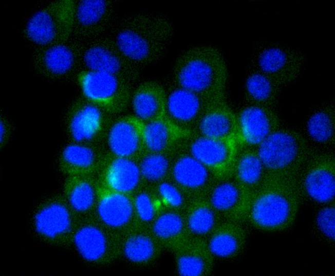 Immunofluorescence - Tubulin Beta 2 Monoclonal Antibody 