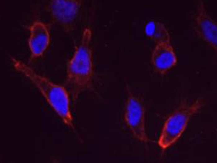 CD46 Antibody, Mouse MAb, Immunofluorescence