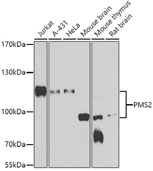 Western blot - PMS2 Polyclonal Antibody 