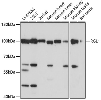 Western blot - RGL1 Polyclonal Antibody 