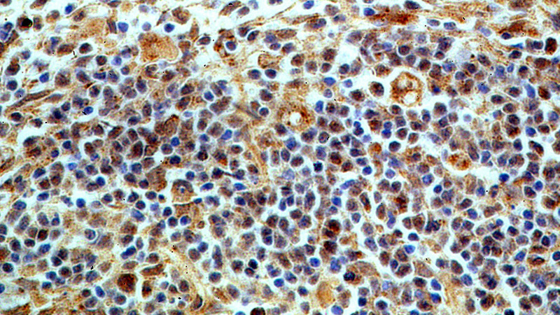 Immunohistochemical of paraffin-embedded human spleen using Catalog No:116084(TMCO6 antibody) at dilution of 1:100 (under 40x lens)