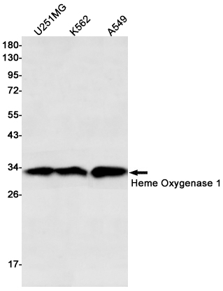Western blot detection of Heme Oxygenase 1 in U251MG,K562,A549 cell lysates using Heme Oxygenase 1 Rabbit pAb(1:500 diluted).Predicted band size:33kDa.Observed band size:33kDa.