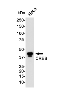 Western blot detection of CREB in Hela cell lysates using CREB Rabbit pAb(1:1000 diluted).Predicted band size:37KDa.Observed band size:43KDa.