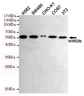 Western blot detection of hHR23b in K562,SW480,CHO-K1,3T3 and COS7 cell lysates using hHR23b mouse mAb (1:1000 diluted).Predicted band size:58KDa.Observed band size:58KDa.Exposure time:5min.