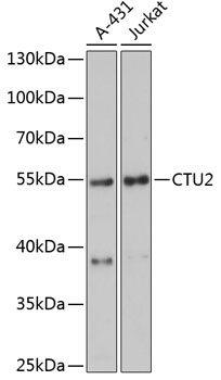Western blot - CTU2 Polyclonal Antibody 
