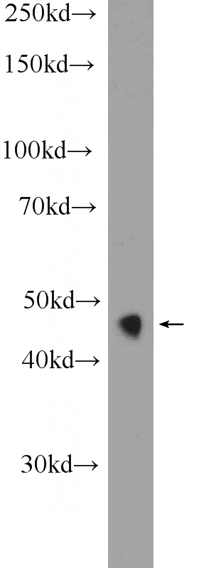 mouse pancreas tissue were subjected to SDS PAGE followed by western blot with Catalog No:111497(HNF4G Antibody) at dilution of 1:600