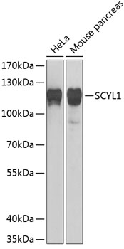 Western blot - SCYL1 Polyclonal Antibody 