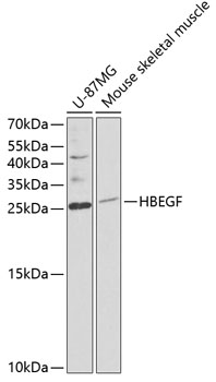 Western blot - HBEGF Polyclonal Antibody 