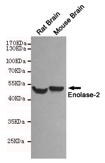Western blot detection of Enolase-2 in Rat Brain and Mouse Brain lysates using Enolase-2 mouse mAb (1:500 diluted).Predicted band size:47KDa.Observed band size:47KDa.