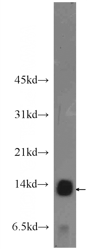 K-562 cells were subjected to SDS PAGE followed by western blot with Catalog No:109413(CMC1 Antibody) at dilution of 1:300
