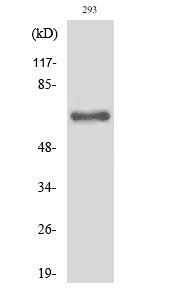 Fig1:; Western Blot analysis of various cells using Cleaved-ITI-H2 (D702) Polyclonal Antibody