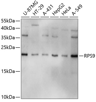 Western blot - RPS9 Polyclonal Antibody 