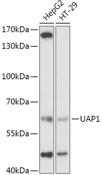 Western blot - UAP1 Polyclonal Antibody 