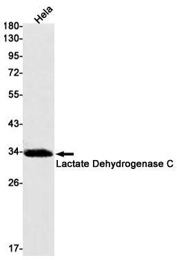 Western blot detection of Lactate Dehydrogenase C in Hela cell lysates using Lactate Dehydrogenase C Rabbit mAb(1:1000 diluted).Predicted band size:36kDa.Observed band size:36kDa.