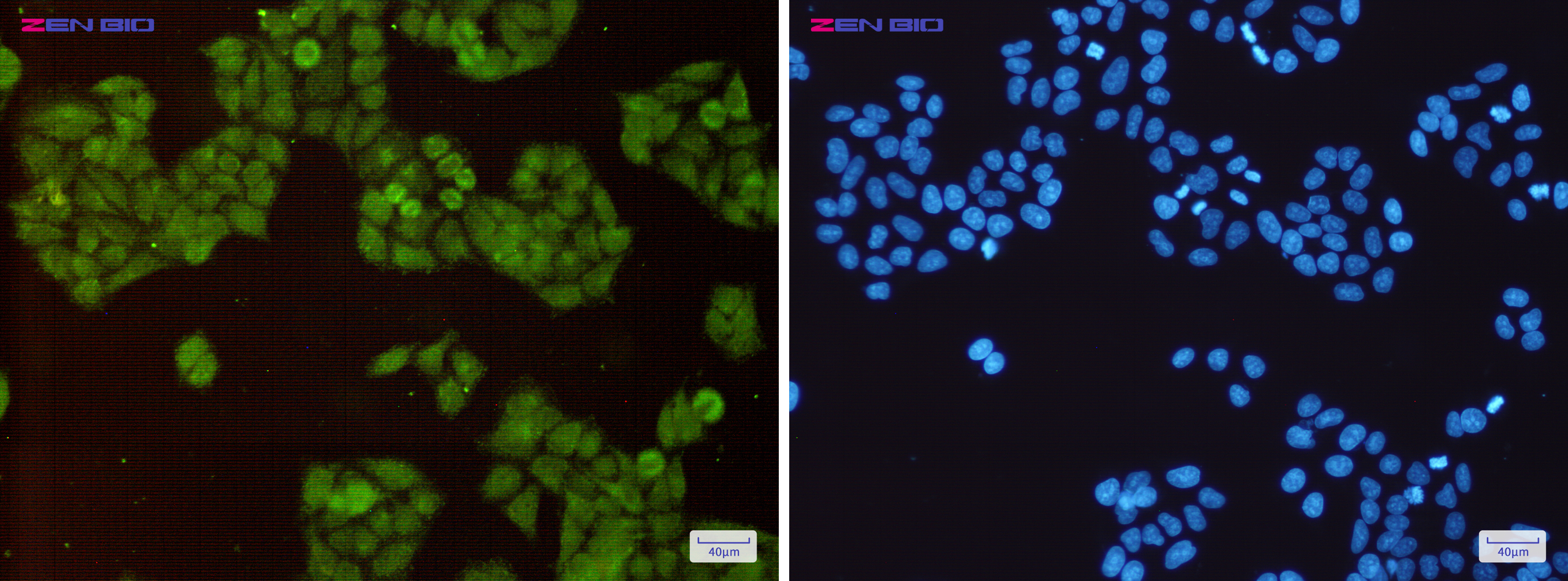 Immunocytochemistry of Cullin 1(green) in Hela cells using Cullin 1 Rabbit mAb at dilution 1/200, and DAPI(blue)