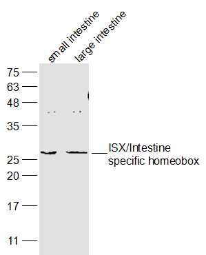 Fig2: Sample:; small intestine (Mouse) Lysate at 40 ug; large intestine (Mouse) Lysate at 40 ug; Primary: Anti-ISX/Intestine specific homeobox at 1/300 dilution; Secondary: IRDye800CW Goat Anti-Rabbit IgG at 1/20000 dilution; Predicted band size: 27 kD; Observed band size: 27 kD