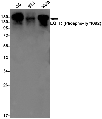 Western blot detection of EGFR (Phospho-Tyr1092) in C6,3T3,Hela cell lysates using EGFR (Phospho-Tyr1092) Rabbit pAb(1:1000 diluted).Predicted band size:134kDa.Observed band size:175kDa.