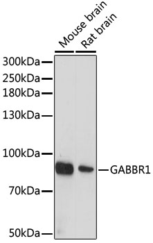 Western blot - GABBR1 Polyclonal Antibody 