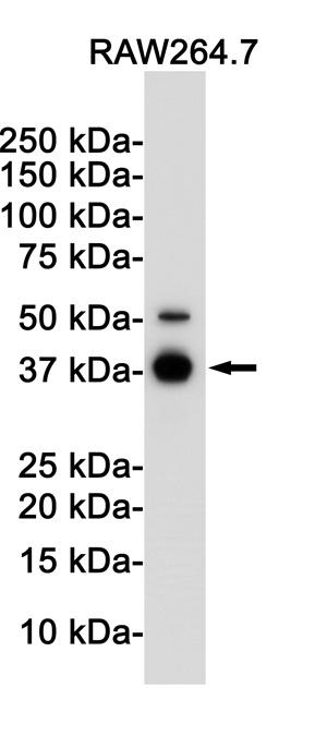 Western blot detection of IKB alpha in Raw264.7 cell lysates using IKB alpha Rabbit pAb(1:1000 diluted).Predicted band size:36KDa.Observed band size:39KDa.