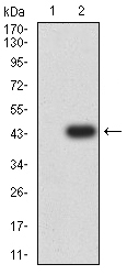 Fig2: Western blot analysis of RBFOX2 against HEK293 (1) and RBFOX2 (AA: 1-145)-hIgGFc transfected HEK293 (2) cell lysate. Proteins were transferred to a PVDF membrane and blocked with 5% BSA in PBS for 1 hour at room temperature. The primary antibody ( 1/500) was used in 5% BSA at room temperature for 2 hours. Goat Anti-Mouse IgG - HRP Secondary Antibody at 1:5,000 dilution was used for 1 hour at room temperature.