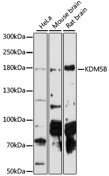 Western blot - JARID1B Polyclonal Antibody 