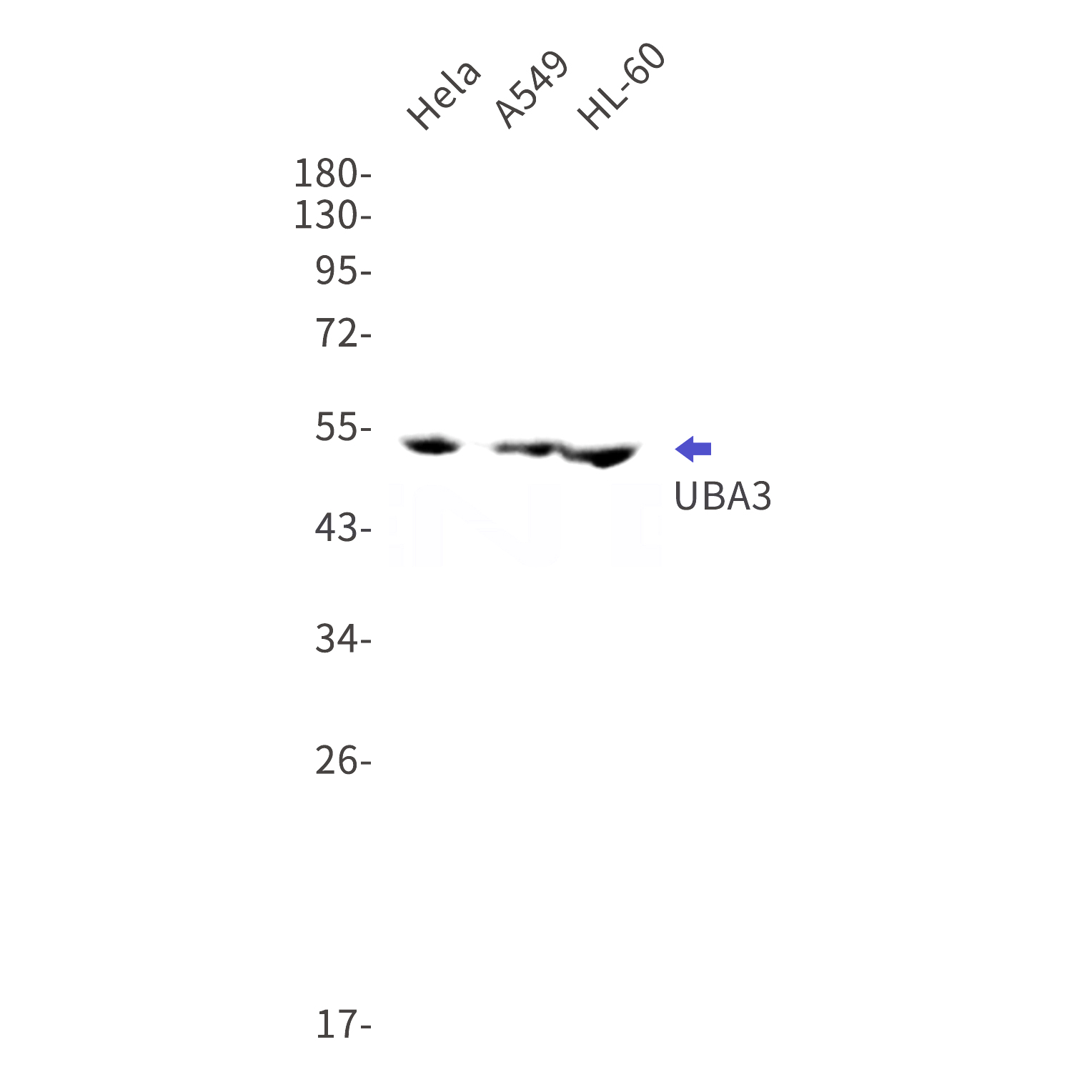 Western blot detection of UBA3 in Hela,A549,HL-60 cell lysates using UBA3 Rabbit mAb(1:1000 diluted).Predicted band size:52kDa.Observed band size:52kDa.
