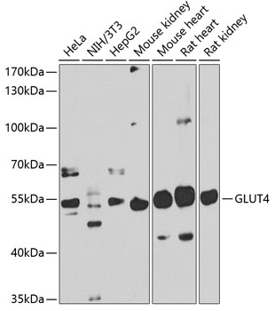 Western blot - GLUT4 Polyclonal Antibody 