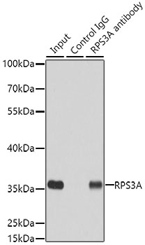 Immunoprecipitation - RPS3A Polyclonal Antibody 